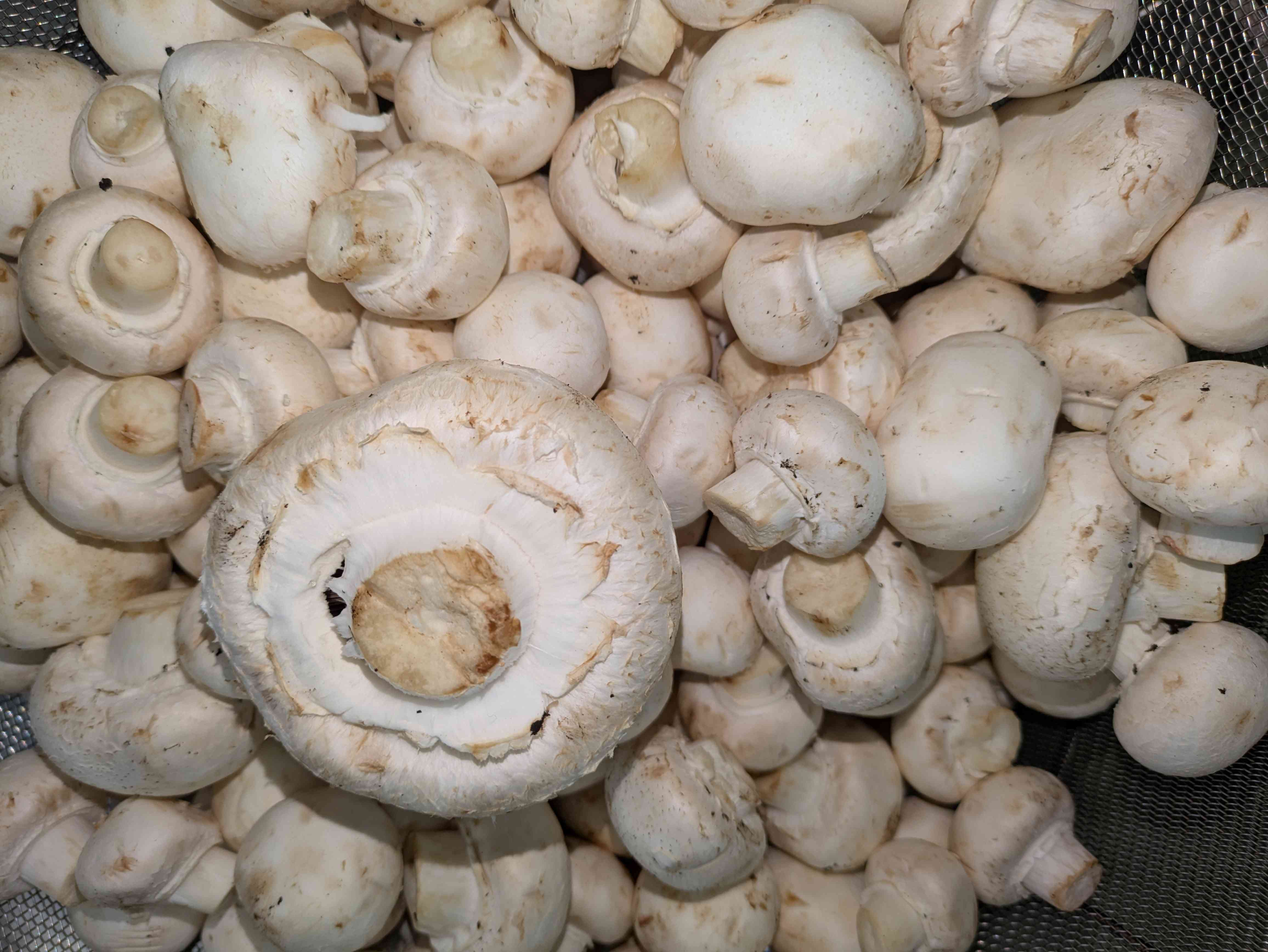 ﾏｯｼｭﾙｰﾑ